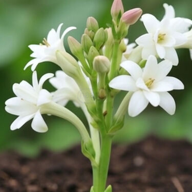 Pack of 10 Scented Multicolor Flower Bulb (TGR10)
