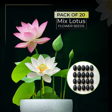Lotus Flower Seeds - Pack Of 20 (LOFS)