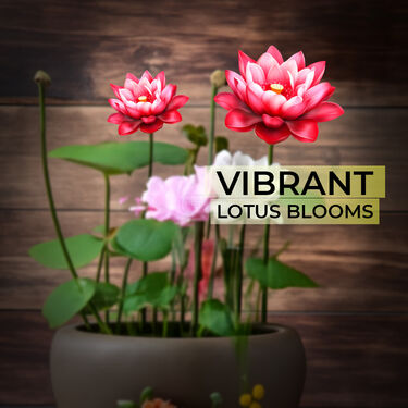 Lotus Flower Seeds - Pack Of 20 (LOFS)
