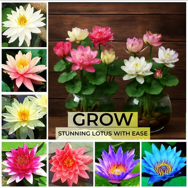 Lotus Flower Seeds - Pack Of 20 (LOFS)